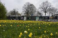 Rotterdam: Alstom Citadis 302, 1.4.2017 Rotterdam