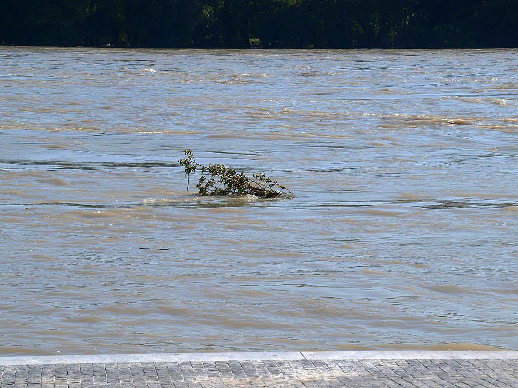 Bratislava: vysoký Dunaj, 7.6.2013 Bratislava