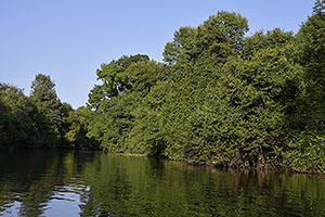 Sinemorec
