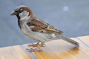 Sarajevo: vrabce, 28.4.2024 Sarajevo