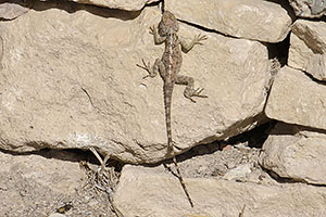 Agios Tychonas