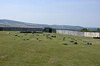 Ducove