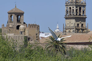 Córdoba: výhľad na mesto z Puente de San Rafael, 17.4.2023 Córdoba