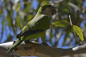 Málaga: Mních zelený, Monk parakeet, 15.4.2023 Málaga