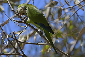 Málaga: Mních zelený, Monk parakeet, 15.4.2023 Málaga