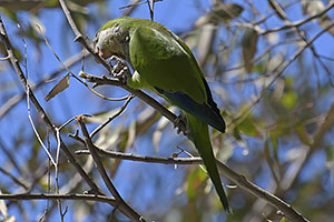 Málaga: Mních zelený, Monk parakeet, 15.4.2023 Málaga