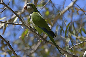 Málaga: Mních zelený, Monk parakeet, 15.4.2023 Málaga