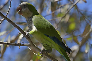 Málaga: Mních zelený, Monk parakeet, 15.4.2023 Málaga