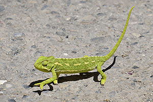 Málaga: chameleón, 15.4.2023 Málaga