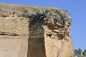 Osuna