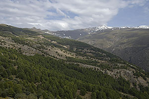 Sierra Nevada