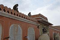 Jaipur: mesto, 2.3.2015 Jaipur