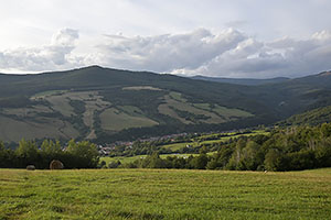 Paca