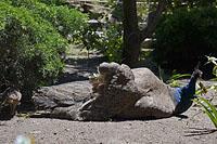 Lisabon: pávy v záhrade, Jardim do Castelo de Sao Jorge, 11.5.2019 Lisabon