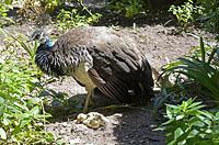 Lisabon: pávy v záhrade, Jardim do Castelo de Sao Jorge, 11.5.2019 Lisabon