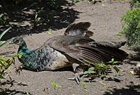 Lisabon: pávy v záhrade, Jardim do Castelo de Sao Jorge, 11.5.2019 Lisabon