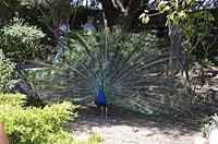 Lisabon: pávy v záhrade, Jardim do Castelo de Sao Jorge, 11.5.2019 Lisabon
