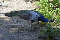 Lisabon: pávy v záhrade, Jardim do Castelo de Sao Jorge, 11.5.2019 Lisabon