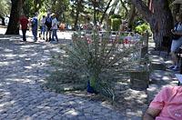 Lisabon: pávy v záhrade, Jardim do Castelo de Sao Jorge, 11.5.2019 Lisabon