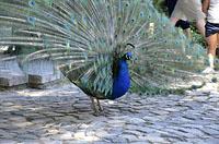 Lisabon: pávy v záhrade, Jardim do Castelo de Sao Jorge, 11.5.2019 Lisabon