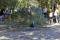Lisabon: pávy v záhrade, Jardim do Castelo de Sao Jorge, 11.5.2019 Lisabon