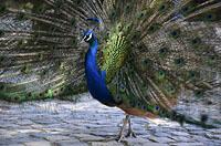 Lisabon: pávy v záhrade, Jardim do Castelo de Sao Jorge, 11.5.2019 Lisabon