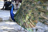 Lisabon: pávy v záhrade, Jardim do Castelo de Sao Jorge, 11.5.2019 Lisabon