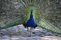 Lisabon: pávy v záhrade, Jardim do Castelo de Sao Jorge, 11.5.2019 Lisabon