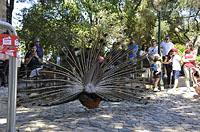 Lisabon: pávy v záhrade, Jardim do Castelo de Sao Jorge, 11.5.2019 Lisabon