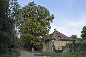 Câlnic