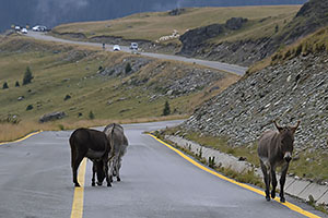 Transalpina, DN67C