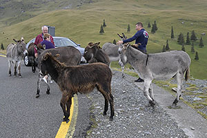 Transalpina, DN67C