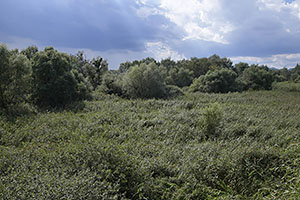 Streda nad Bodrogom