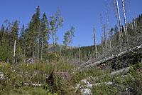 Vysoke Tatry