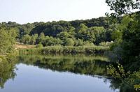 Sinemorec