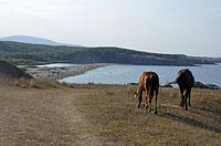 Sinemorec