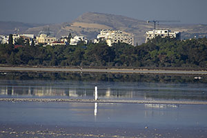 Larnaka