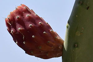 Faistos