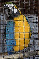 Rostusa